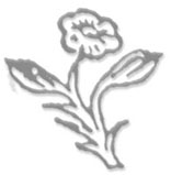 The Flower in the seal of Spinoza